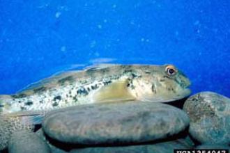 Round Goby, adult