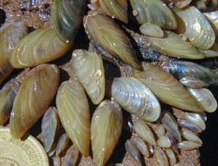 Golden mussel