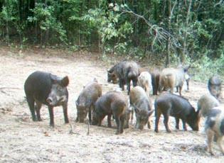 Wild boar - invasive.org