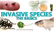 Invasive species the basics
