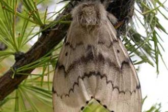 Asian gypsy moth, female in Mongolia