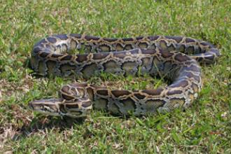 Burmese python in the grass