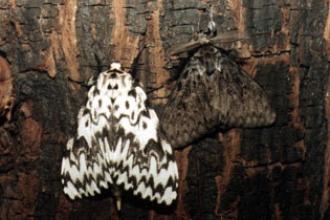 Nun moth, left-female, right-male