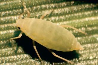 Russian wheat aphid, adult