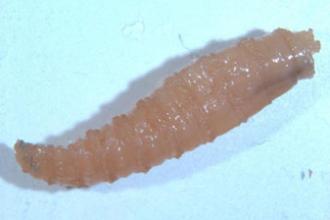 Screwworm, larva(e)