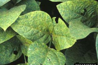Soybean rust - Invasive.org