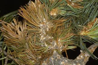 White pine blister rust - Invasive.org