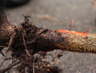 Phytophthora disease of alders (Alder dieback)