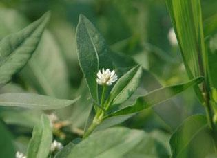 Alligatorweed