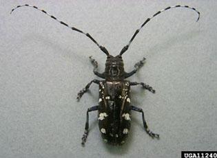 Asian Long-Horned Beetle