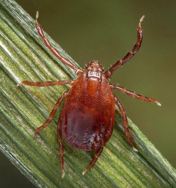 Asian longhorned tick - CDC