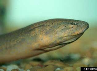 Asian swamp eel