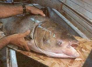 bighead carp