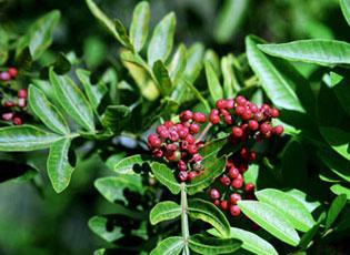 Brazilian pepper tree - Invasive.org