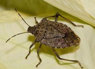 Brown marmorated stink bug