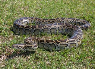Burmese python in the grass