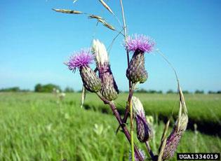 Canada Thistle