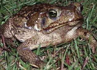 Canetoad