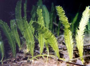 Caulerpa, Mediterranean clone