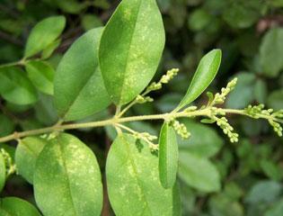 Chinese privet