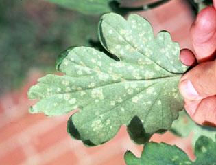 Chrysanthemum white rust, symptoms