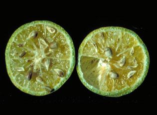 Citrus greening