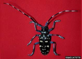 Citrus Long-Horned Beetle, Adult