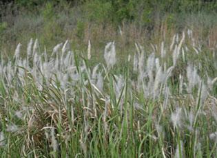 Cogongrass