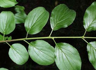 Common buckthorn - Invasive.org