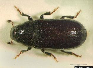 Common Pine Shoot Beetle