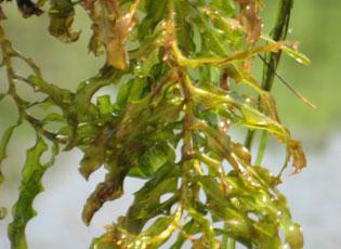 Curly pondweed