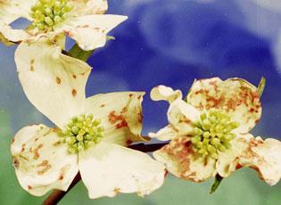 Dogwood anthracnose - Invasive.org