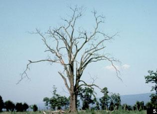 Dutch elm disease - Invasive.org