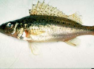 Eurasian ruffe