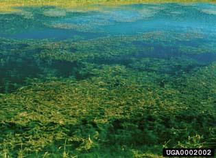 Eurasian watermilfoil