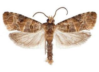 European Grapevine Moth