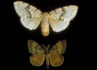 European Gypsy Moth