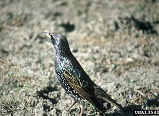 European Starling