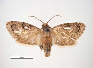 False codling moth