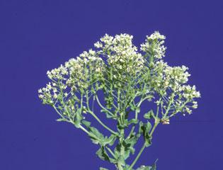 Hoary Cress