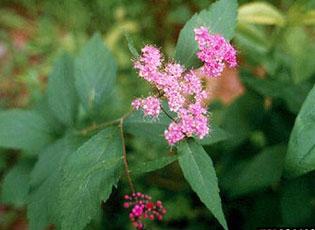 Japanese spiraea