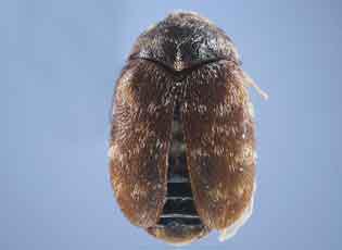 Khapra Beetle