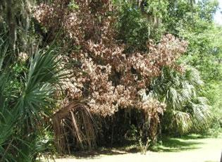 Laurel wilt damage - Invasive.org