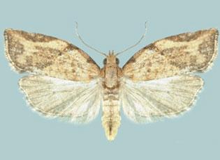 Epiphyas fruit moths in Western Australia – light brown apple moth