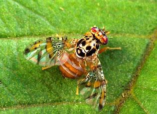 Mediterranean fruit fly