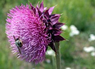 Musk thistle