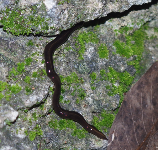 New guinea flatworm