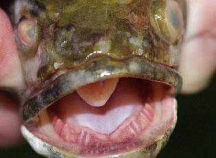 Northern snakehead