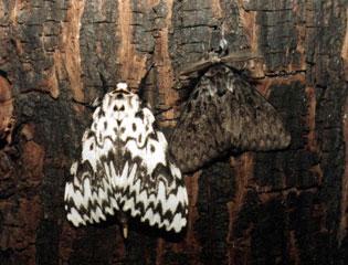 Nun moth, left-female, right-male