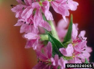 purple loosestrife map